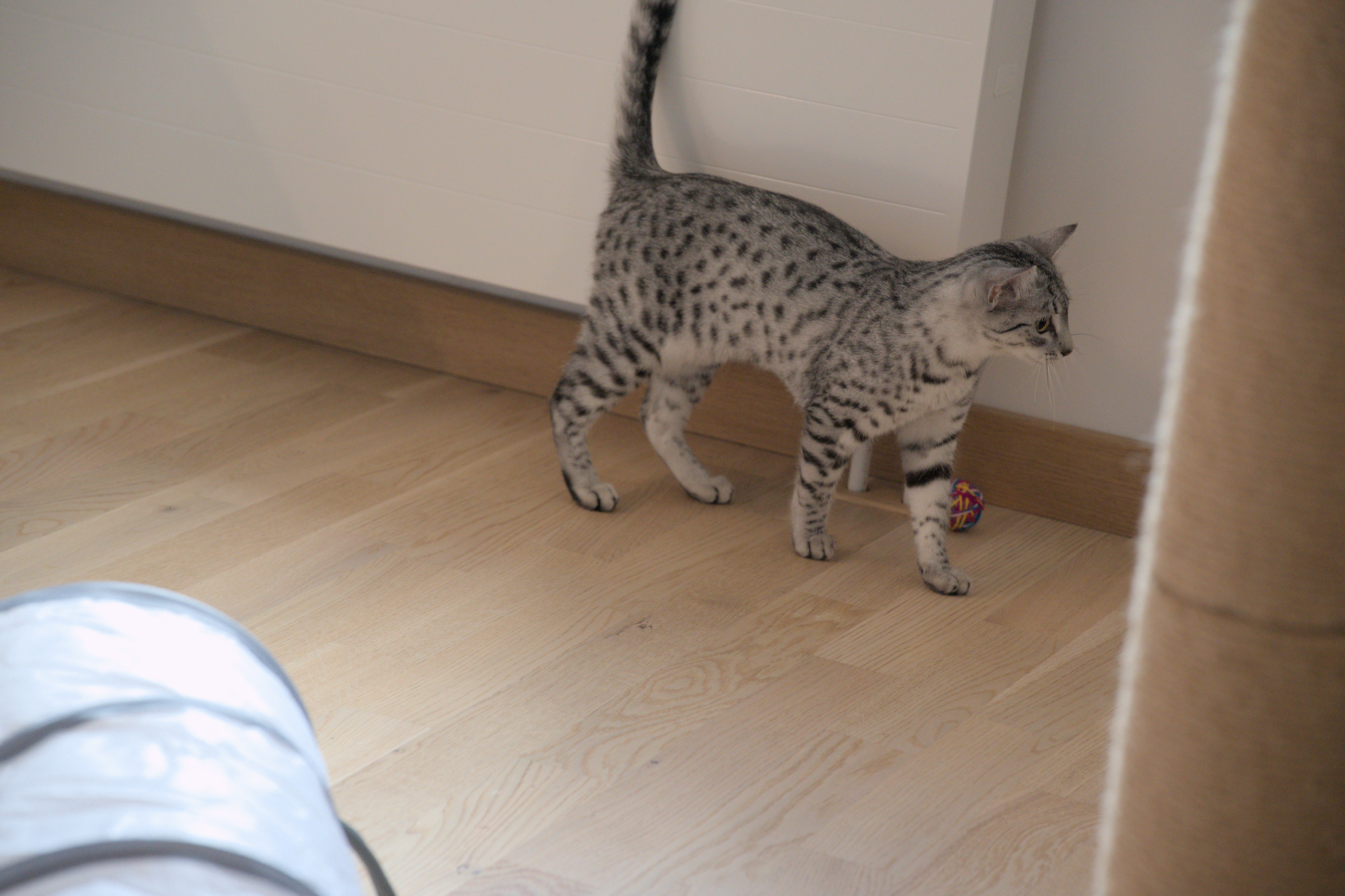 2025/10/12 - cats/DSC_0021.jpg